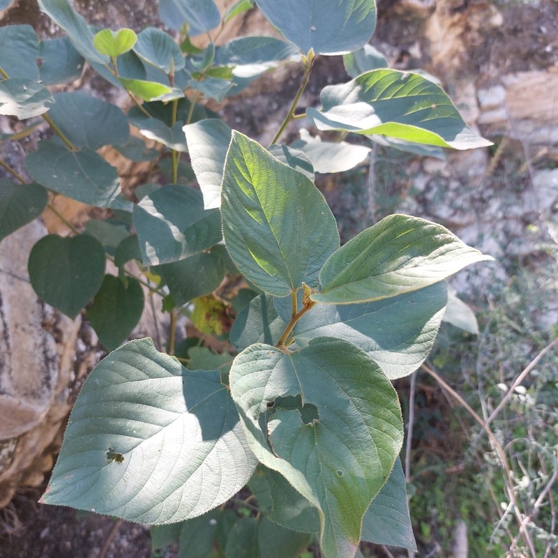 Sierra Nakedwood