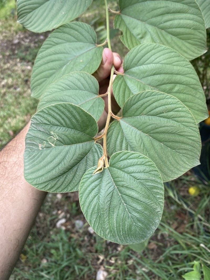 Sierra Nakedwood photo 8