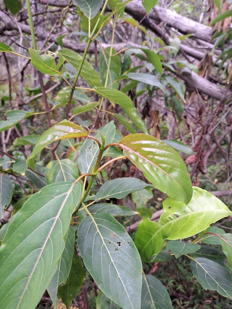Kauila photo 8