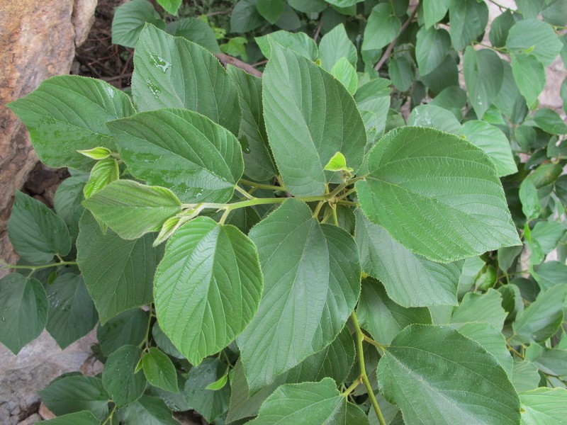Comal Nakedwood