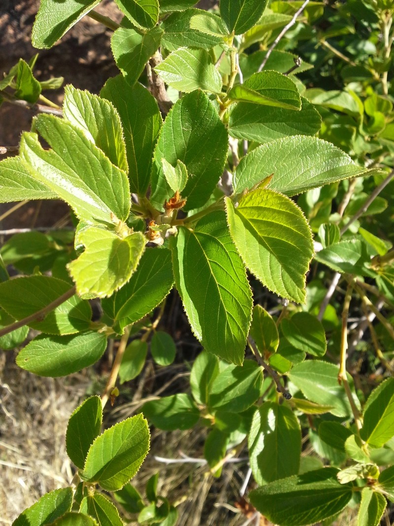 Comal Nakedwood photo 4