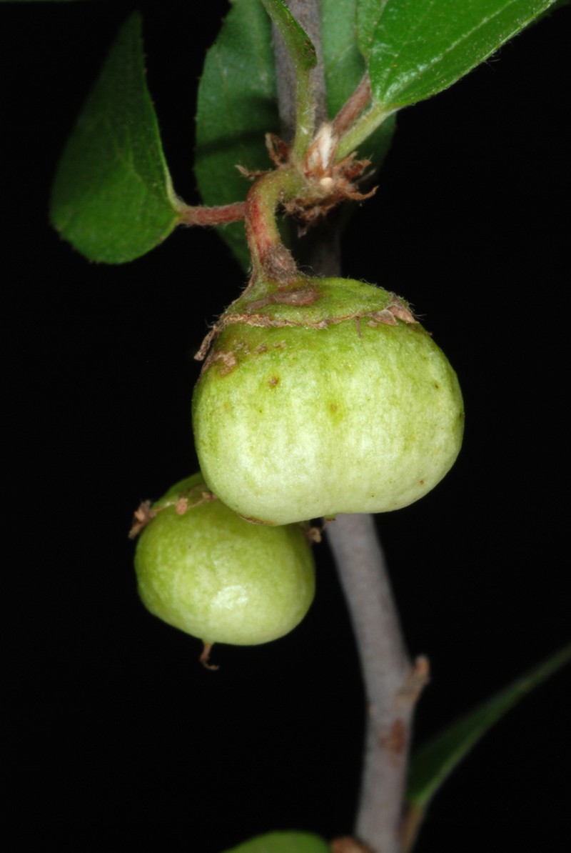 Texan Hogplum