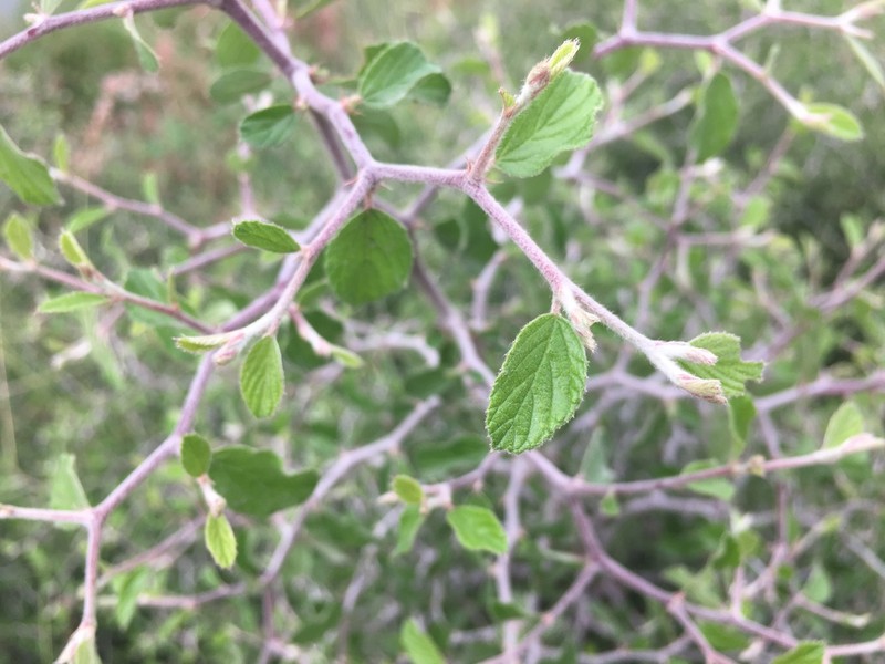 Texan Hogplum photo 2