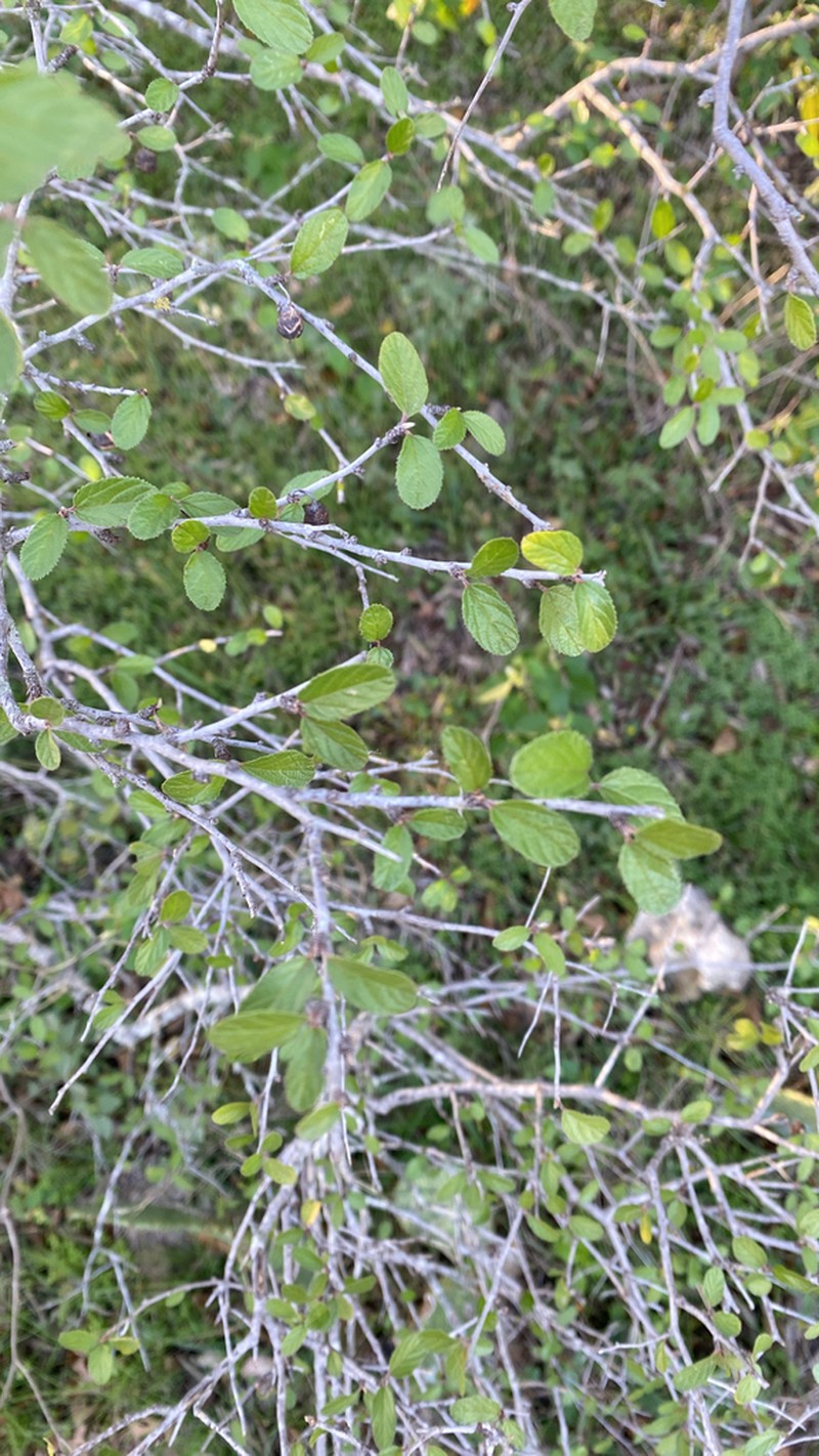 Texan Hogplum photo 3
