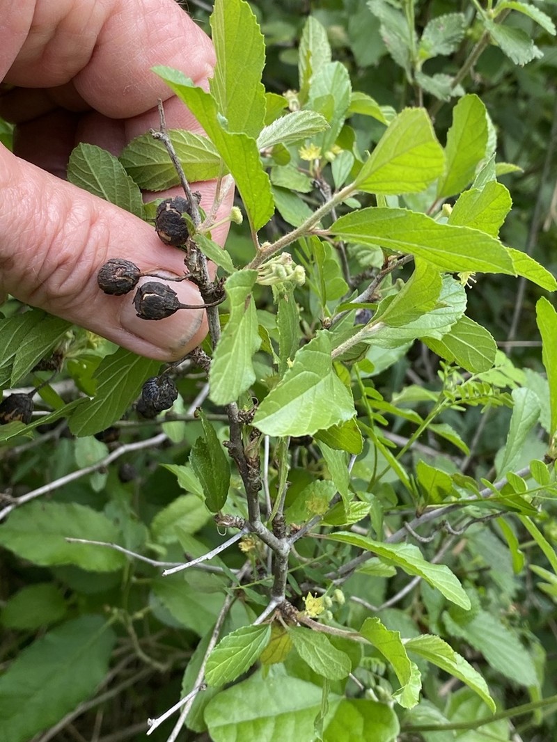Texan Hogplum photo 4