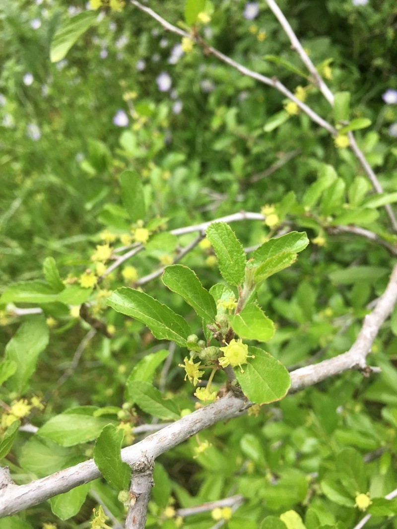 Texan Hogplum photo 5