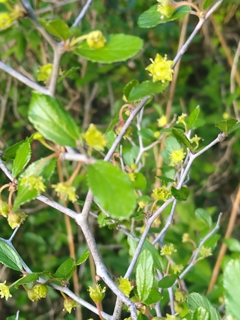Texan Hogplum photo 6