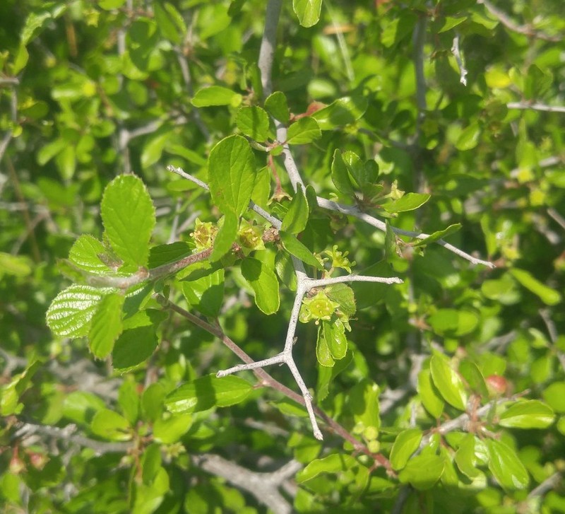 Texan Hogplum photo 7