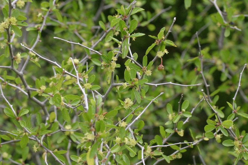 Texan Hogplum photo 8