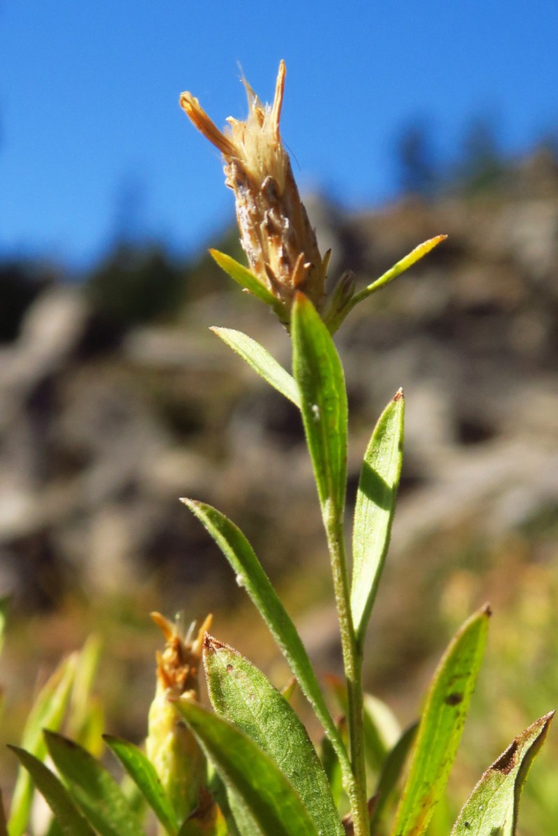 Hall's Columbiadoria