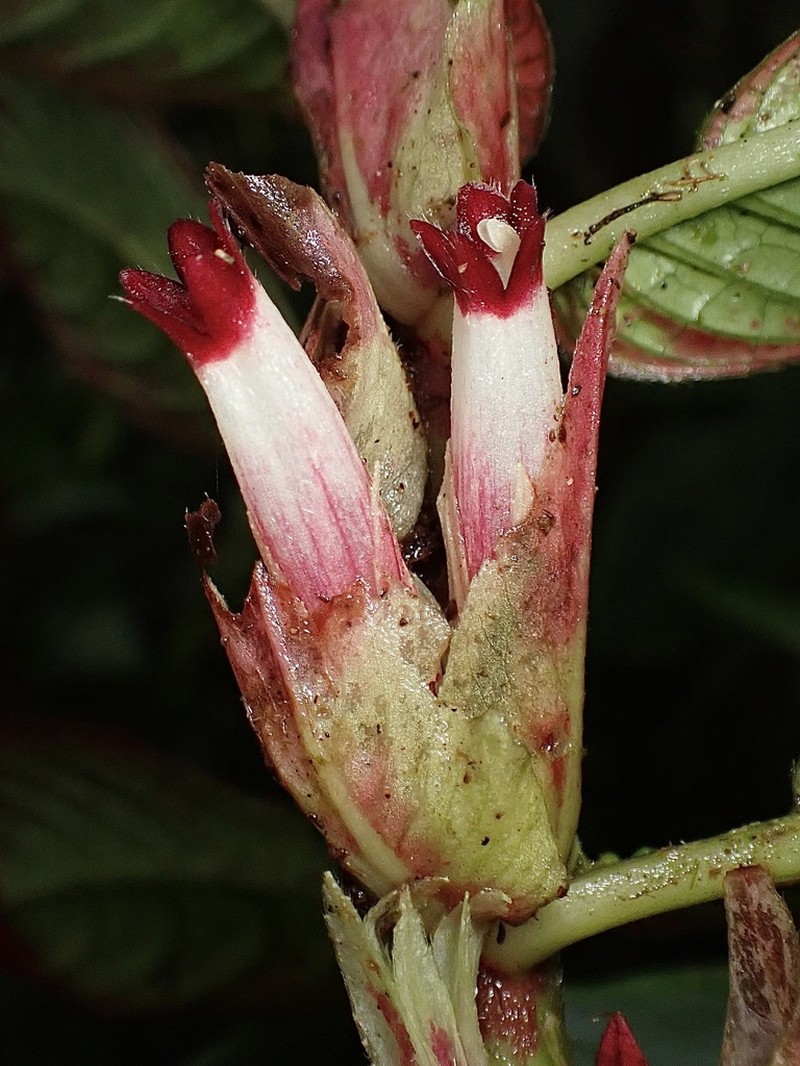 Columnea albovinosa