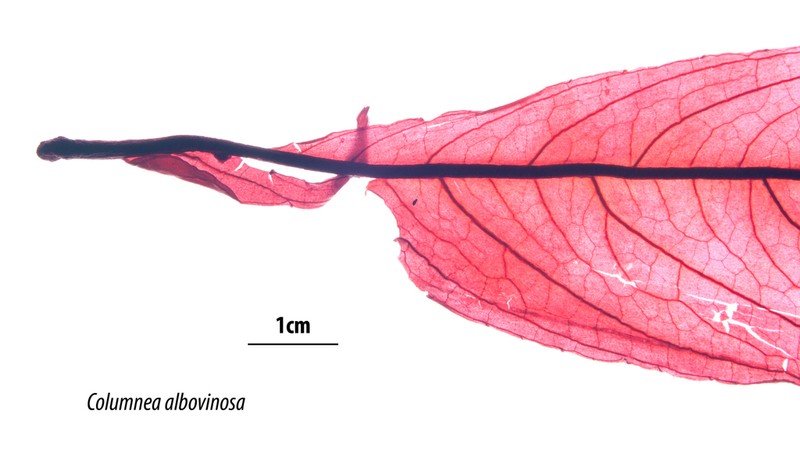 Columnea albovinosa photo 2