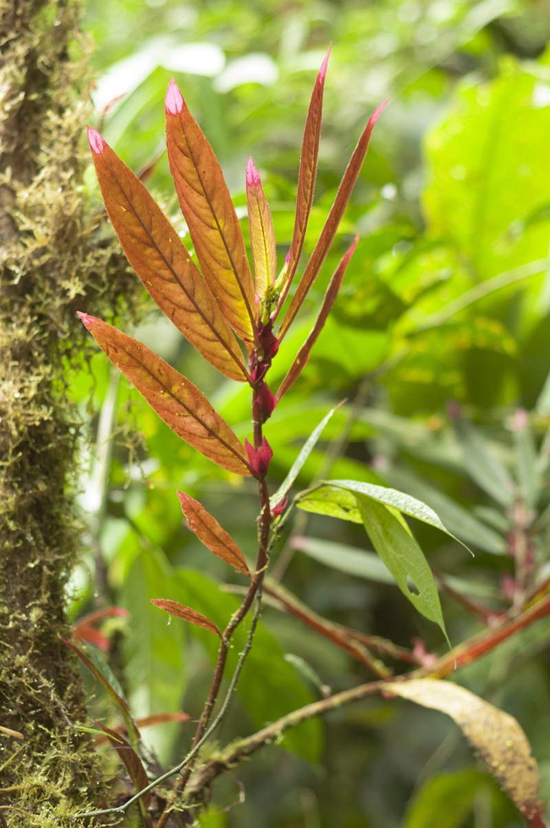 Columnea albovinosa photo 4