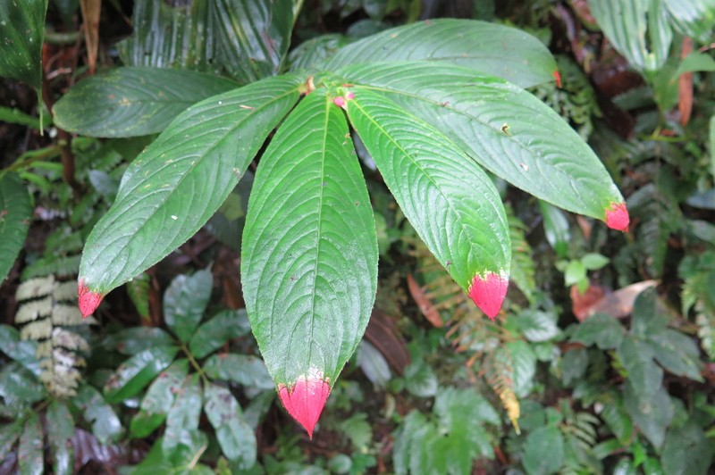 Columnea albovinosa photo 5