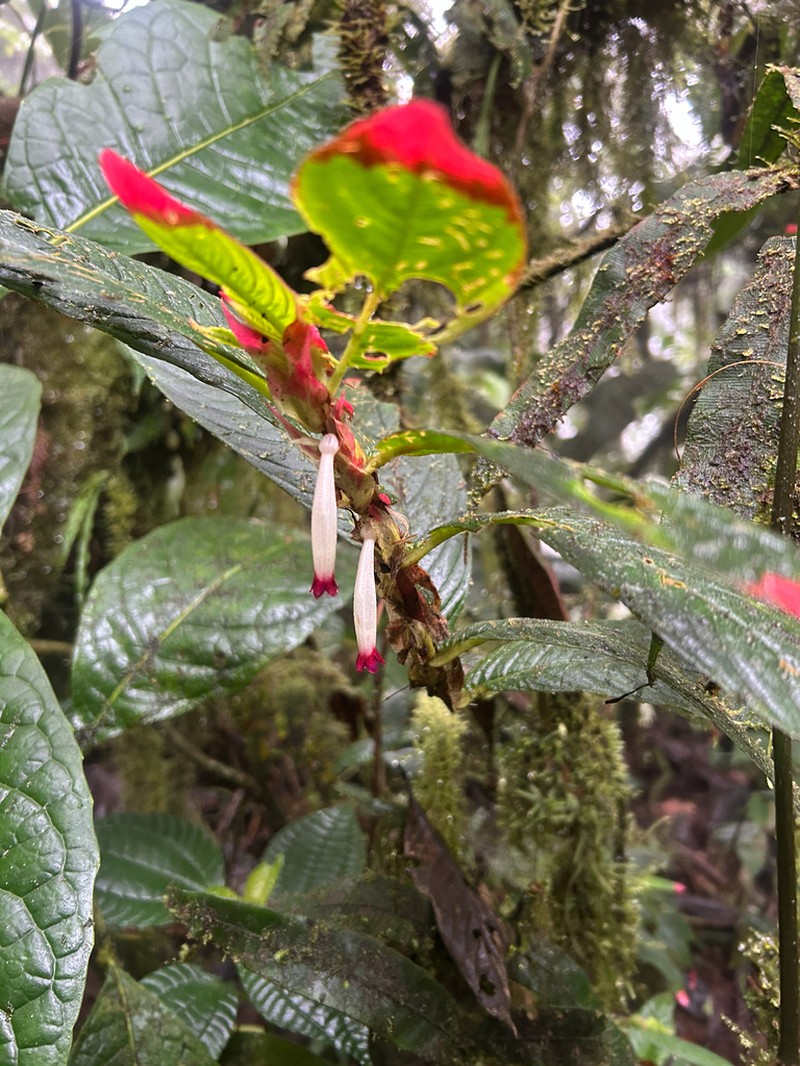 Columnea albovinosa photo 6