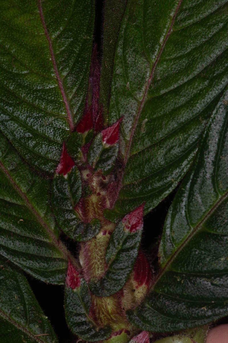 Columnea albovinosa photo 7