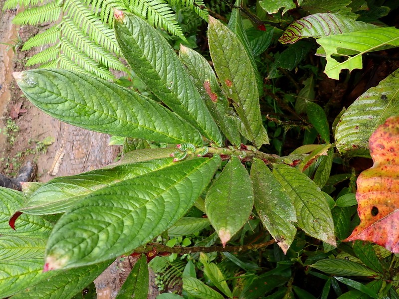 Columnea albovinosa photo 8