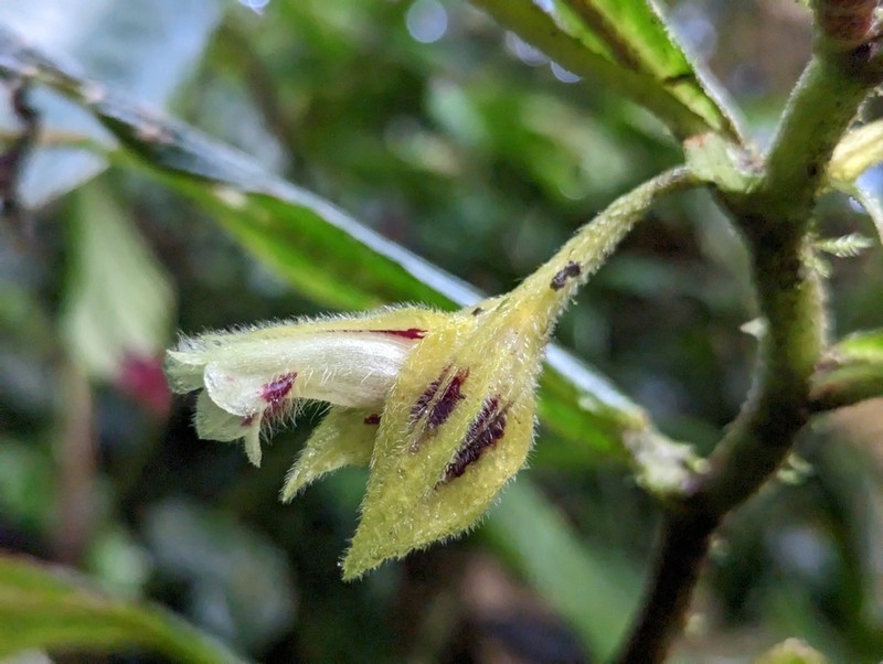 Columnea angulata