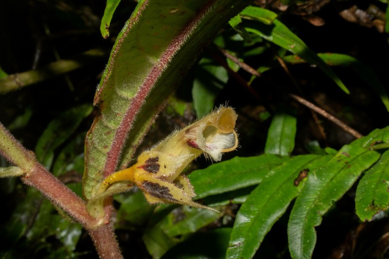 Columnea angulata photo 2