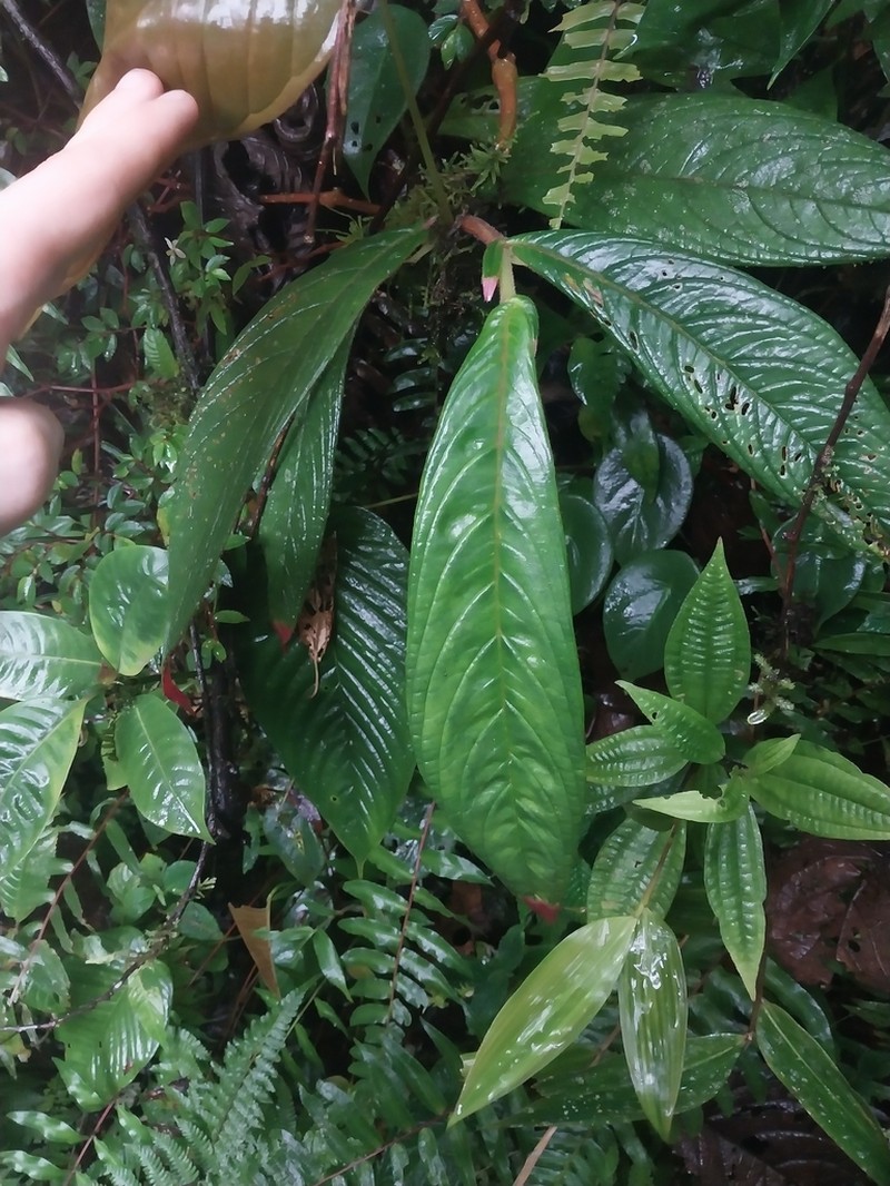 Columnea angulata photo 3