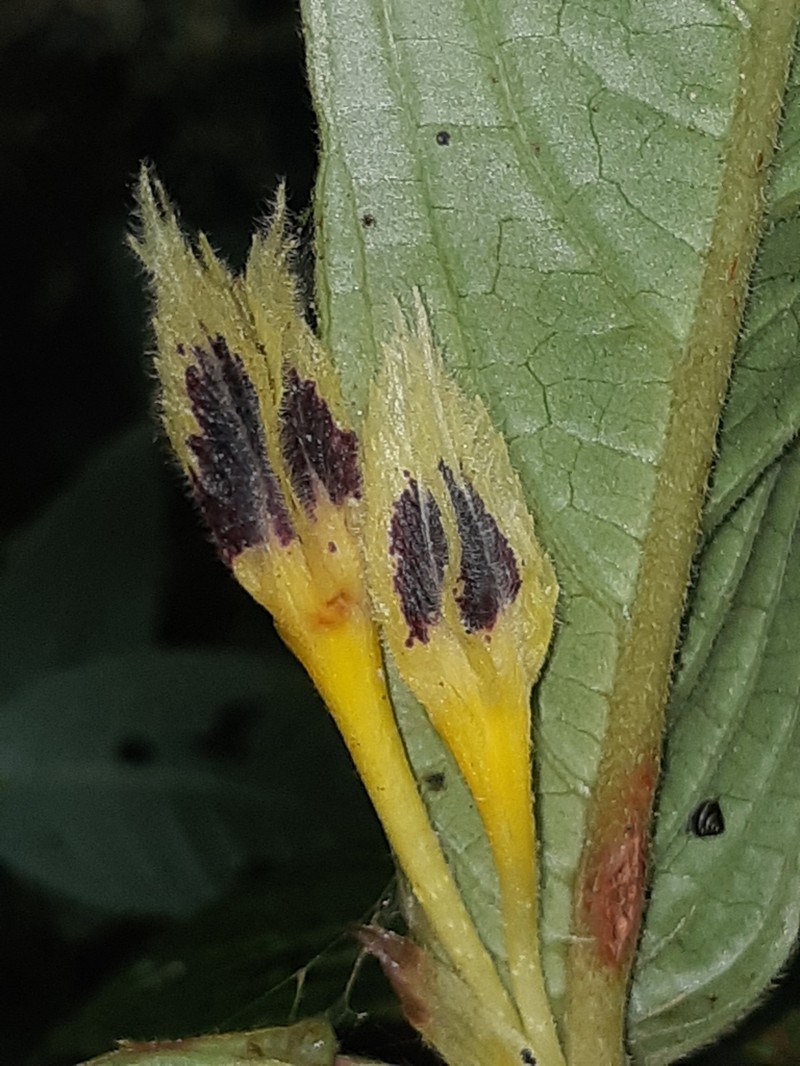 Columnea angulata photo 4