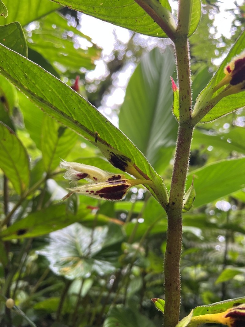 Columnea angulata photo 5