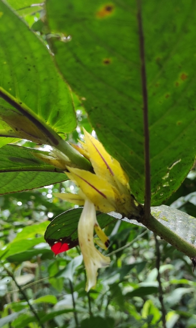 Columnea angulata photo 6