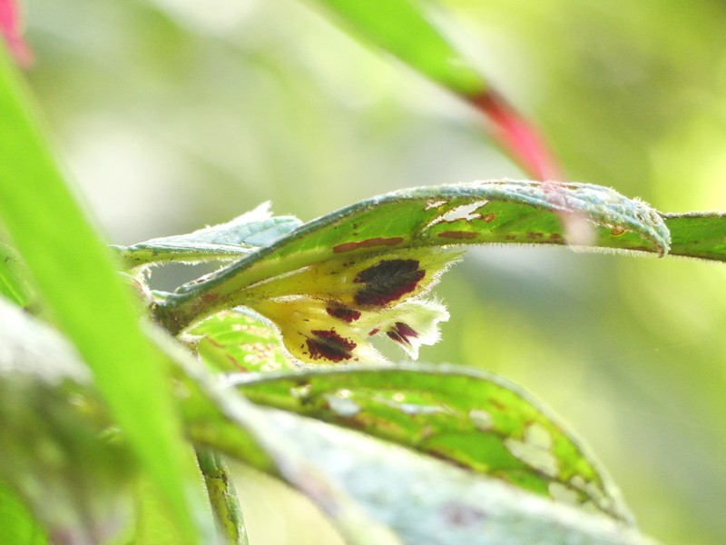 Columnea angulata photo 7