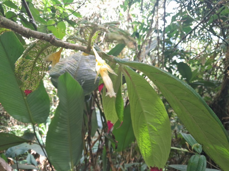 Columnea angulata photo 8