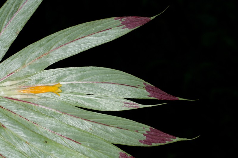 Columnea caudata