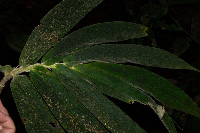 Columnea caudata photo 2