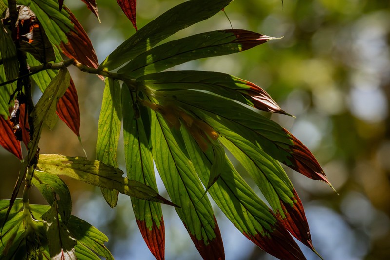 Columnea caudata photo 3