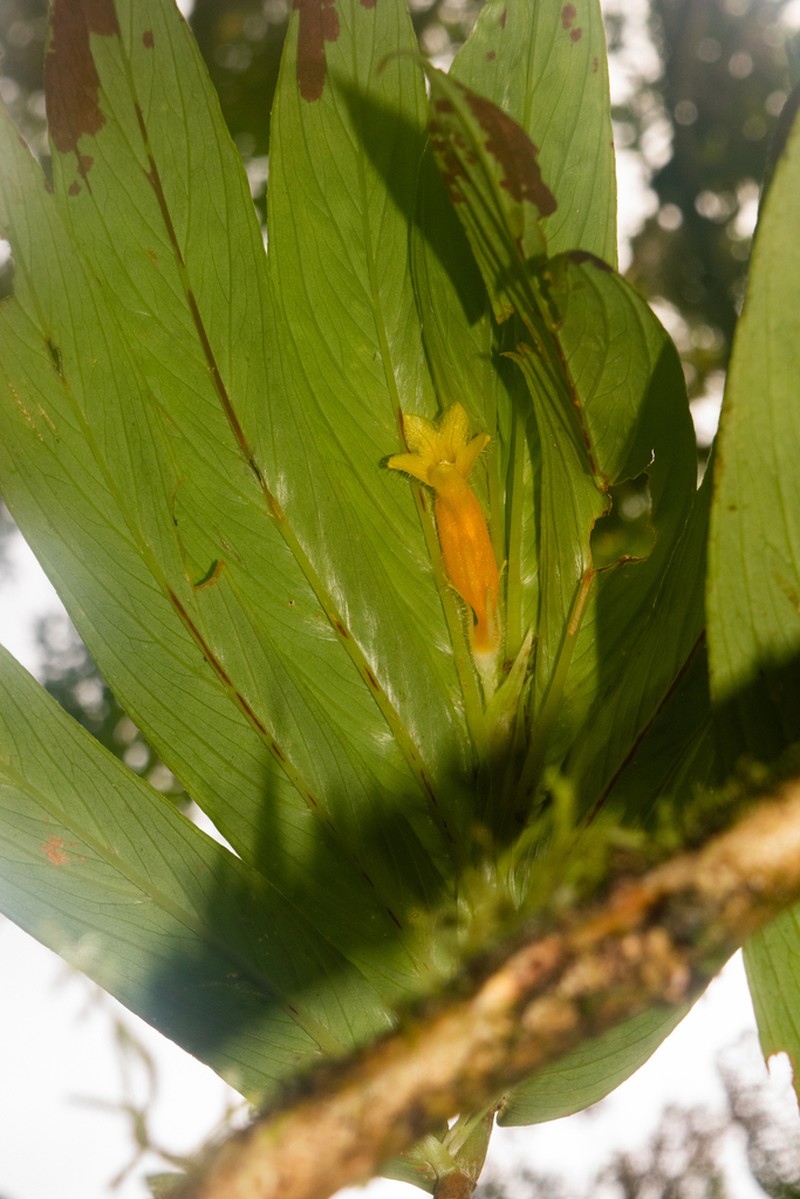 Columnea caudata photo 5