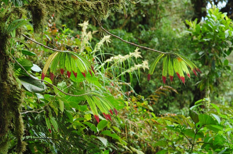 Columnea caudata photo 6