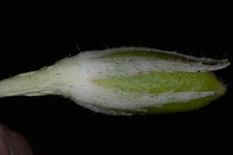 Columnea caudata photo 7