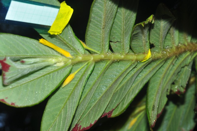 Columnea chocoensis