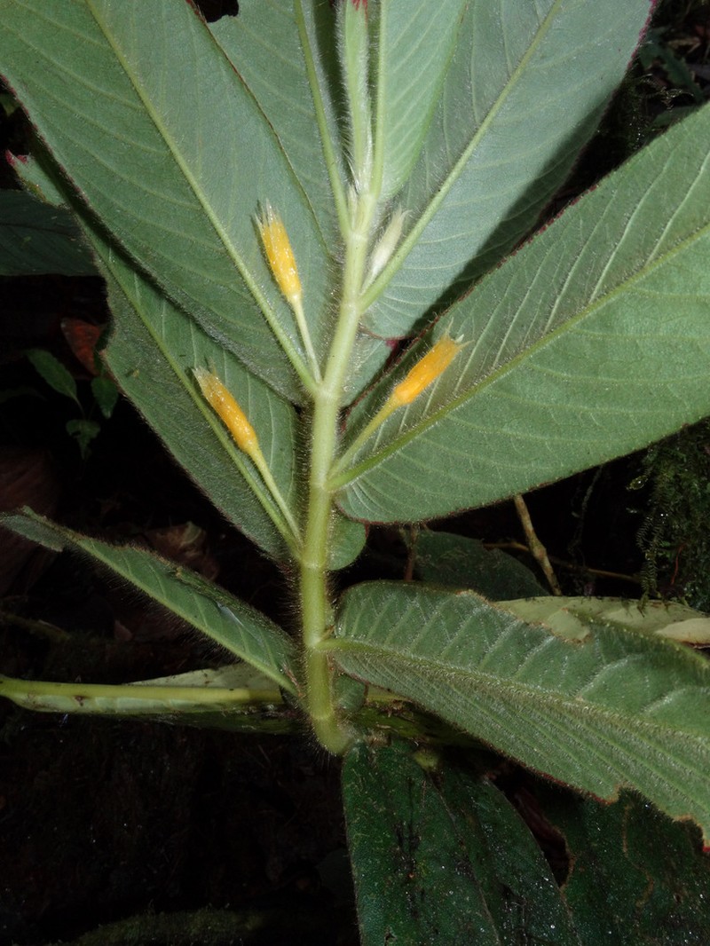 Columnea chocoensis photo 2