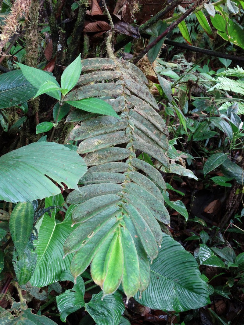 Columnea chocoensis photo 3