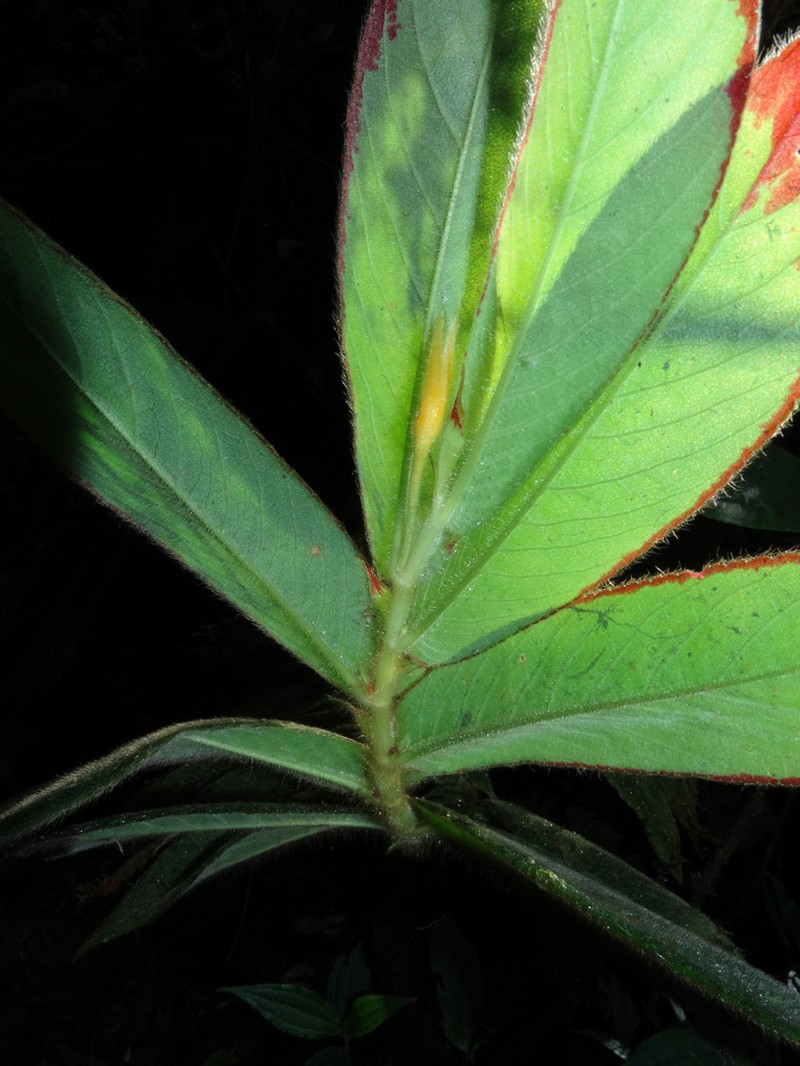 Columnea chocoensis photo 4