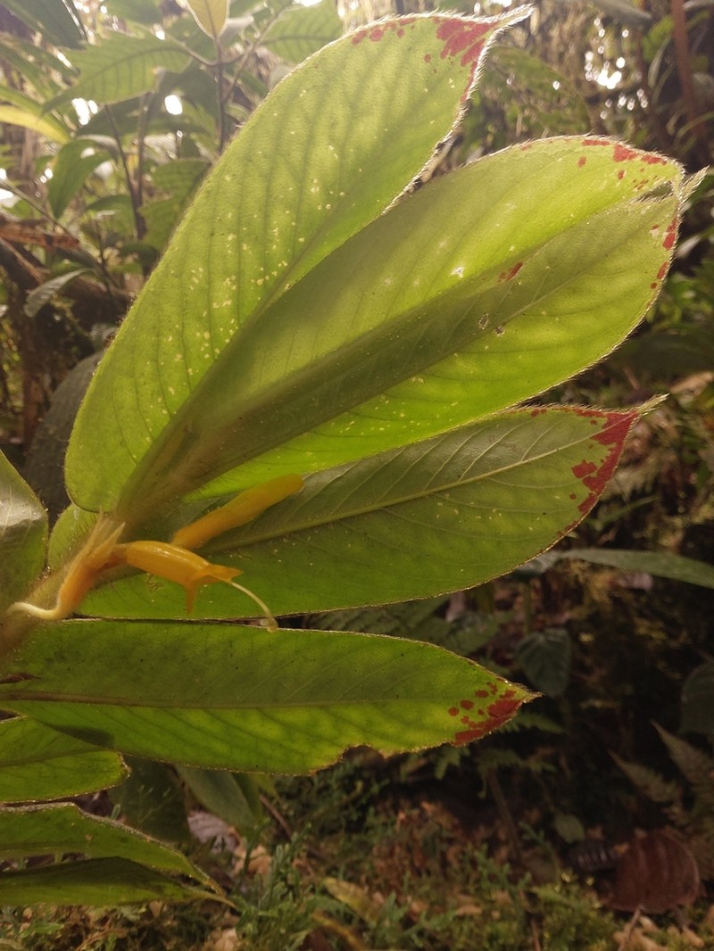 Columnea chocoensis photo 5