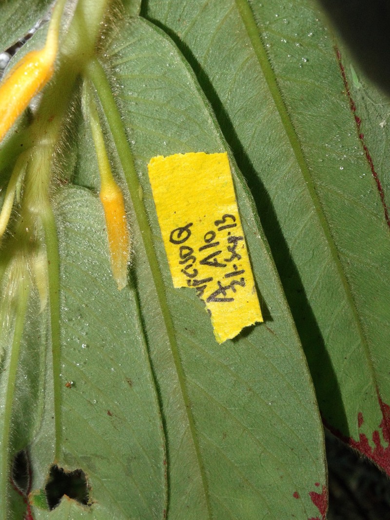 Columnea chocoensis photo 6