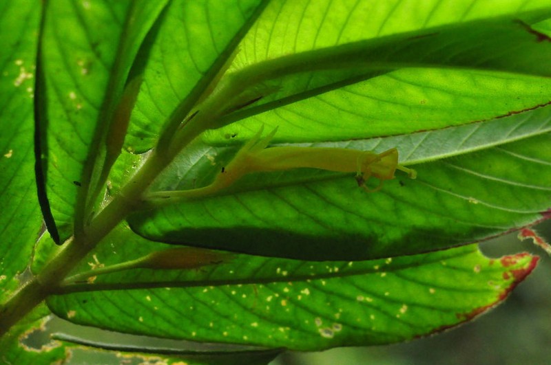 Columnea chocoensis photo 7