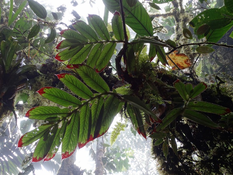 Columnea chocoensis photo 8