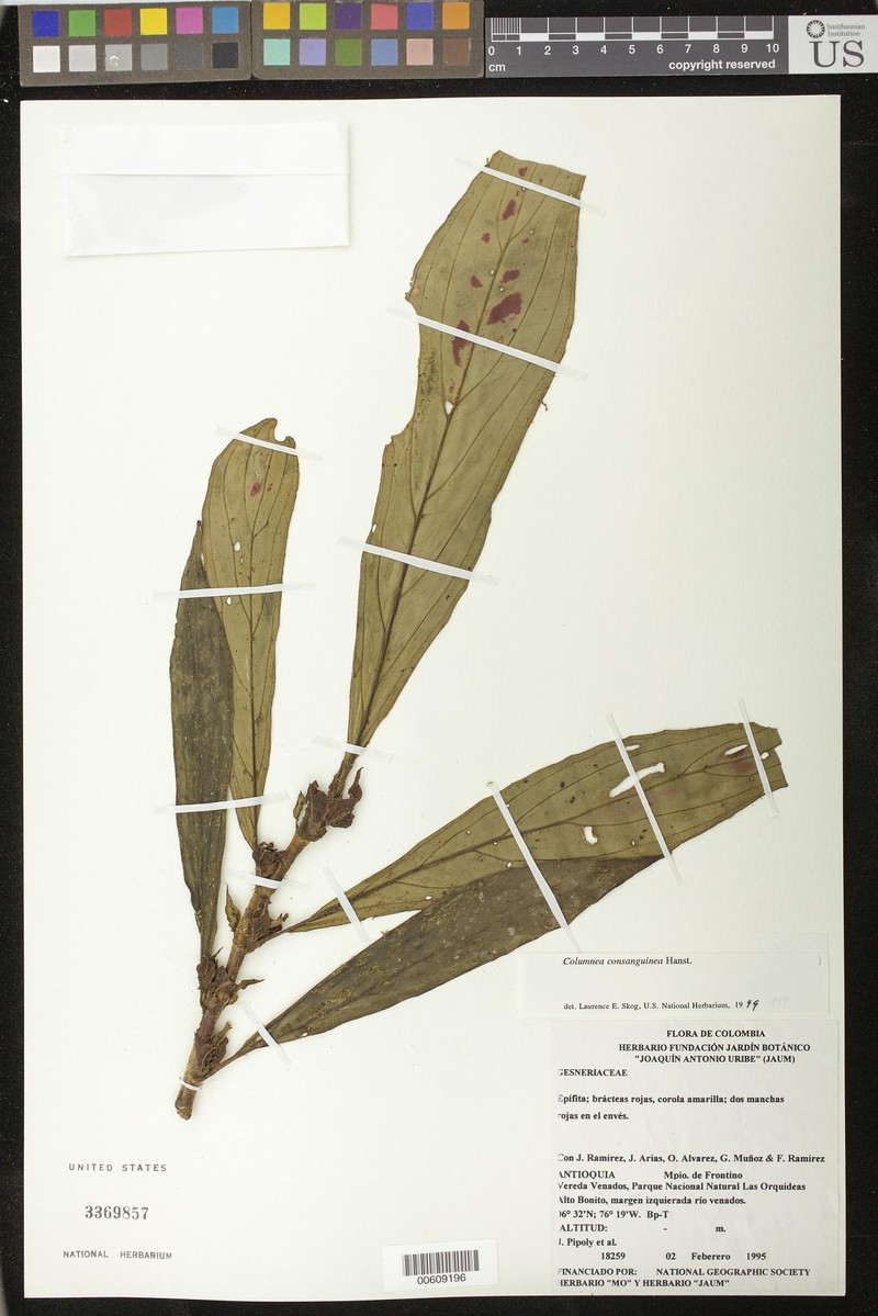 Columnea consanguinea var. consanguinea