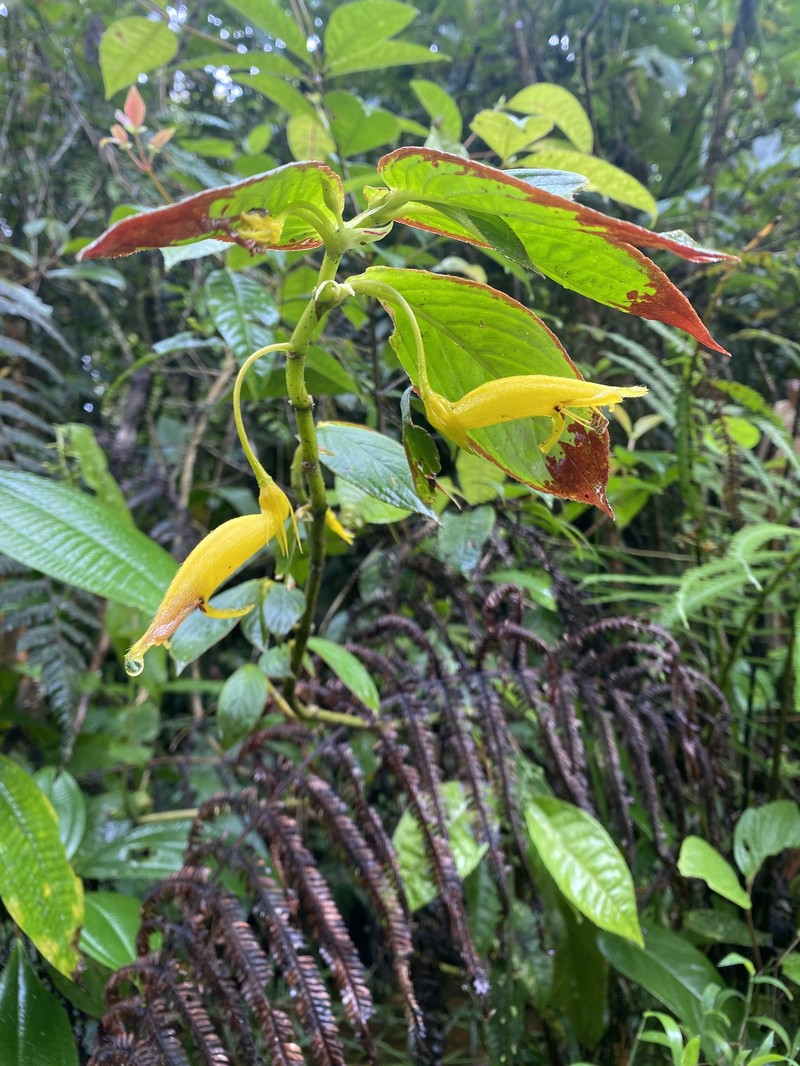 Columnea ericae var. archidonae