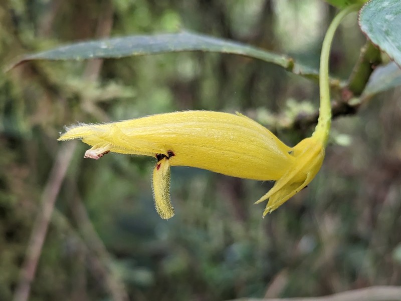 Columnea ericae var. archidonae photo 2
