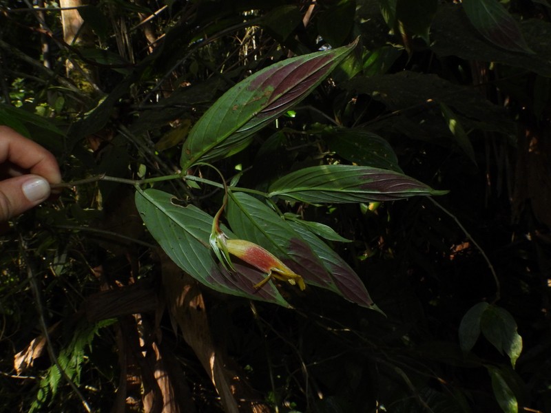 Columnea ericae var. archidonae photo 3