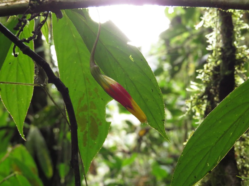 Columnea ericae var. archidonae photo 4