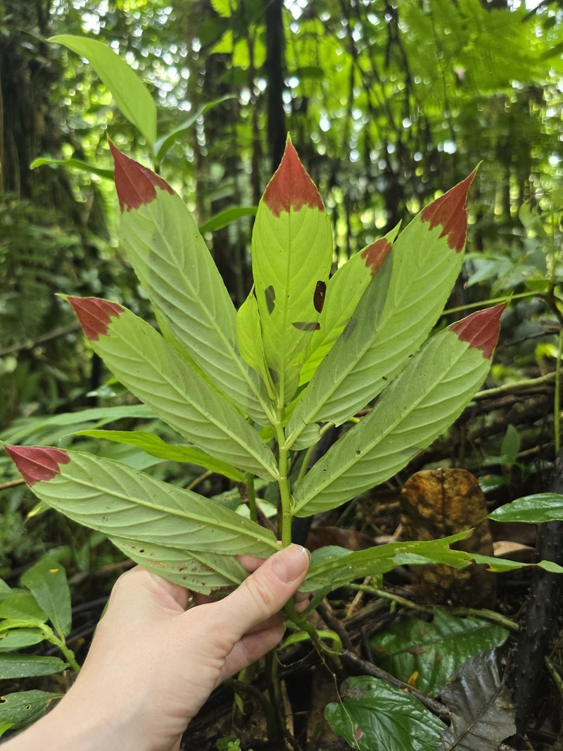 Columnea ericae var. ericae