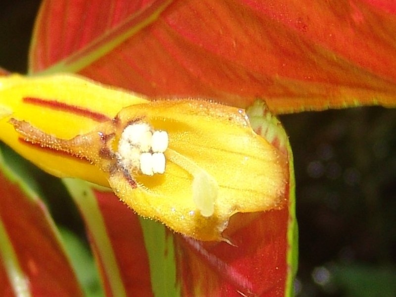 Columnea ericae var. ericae photo 2